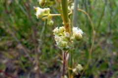 Cuscuta campestris