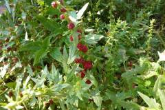 Chenopodium foliosum