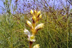 Orobanche serbica