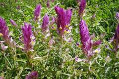 Melampyrum arvense