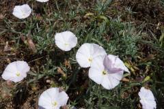 Convolvulus lineatus