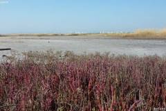 Salicornia europaea