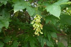 Acer pseudoplatanus