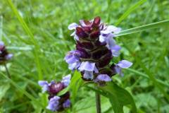 Prunella vulgaris