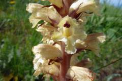 Orobanche reticulata