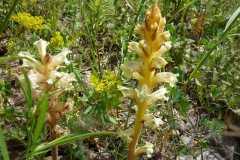 Orobanche esulae