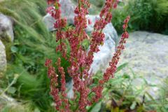 Rumex acetosa