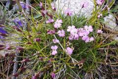 Dianthus microlepis