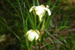Pyrola chlorantha