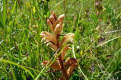 Orobanche lutea