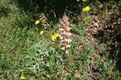 Orobanche amethystea