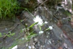 Dianthus kitaibelii