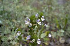 Euphrasia salisburgensis