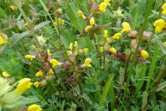 Rhinanthus minor