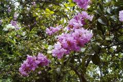 Lagerstroemia indica