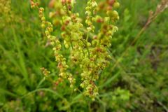 Rumex acetosella