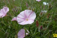Convolvulus cantabrica