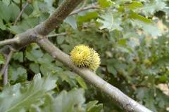 Quercus cerris