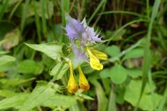 Melampyrum pratense