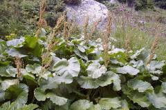 Rumex alpinus