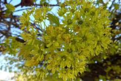Acer platanoides
