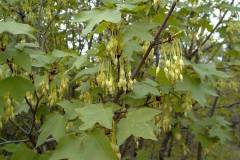 Acer monspessulanum
