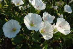 Convolvulus arvensis