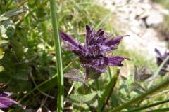 Bartsia alpina