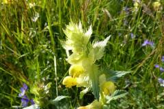 Rhinanthus alpinus