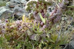 Cuscuta europaea