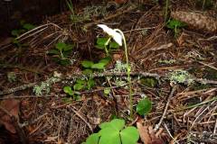 Moneses uniflora