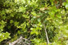 Quercus coccifera