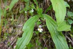 Euphrasia stricta