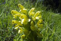 Pedicularis leucodon