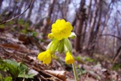Primula veris