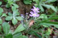 Primula frondosa