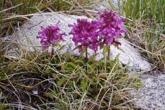 Pedicularis verticillata