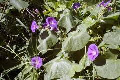 Ipomoea purpurea