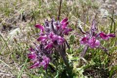 Pedicularis ortantha