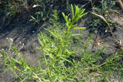 Suaeda maritima