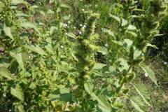 Amaranthus retroflexus