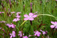 Dianthus armeria