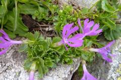 Primula minima