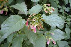 Acer tataricum