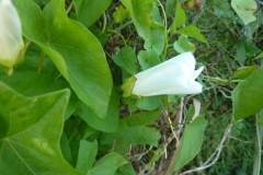 Calystegia sepium