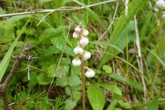Pyrola minor