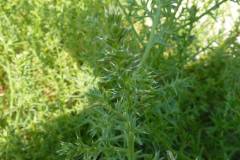 Salsola kali