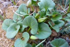 Calystegia soldanella