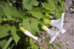 Calystegia sylvatica
