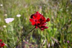 Dianthus cruentus